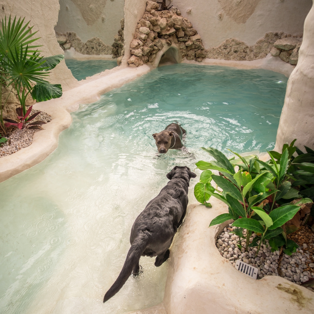 ALBERCA TIPO CENOTE